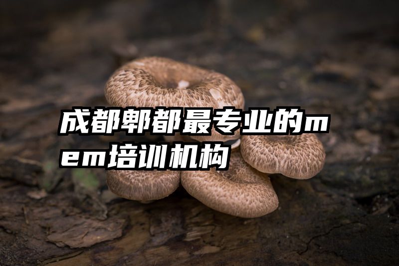 成都郫都最专业的mem培训机构